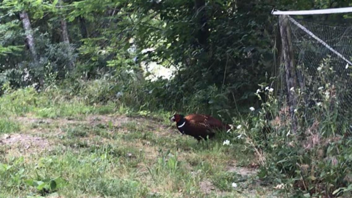 Bus Atypique Au Bord Du Canal Du Midi Et Au Coeur D'Une Foret 2 Chambres Villepinte  Luaran gambar
