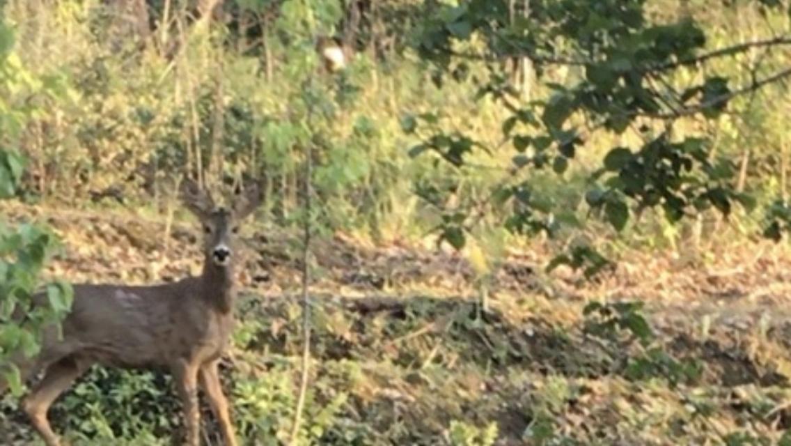 Bus Atypique Au Bord Du Canal Du Midi Et Au Coeur D'Une Foret 2 Chambres Villepinte  Luaran gambar