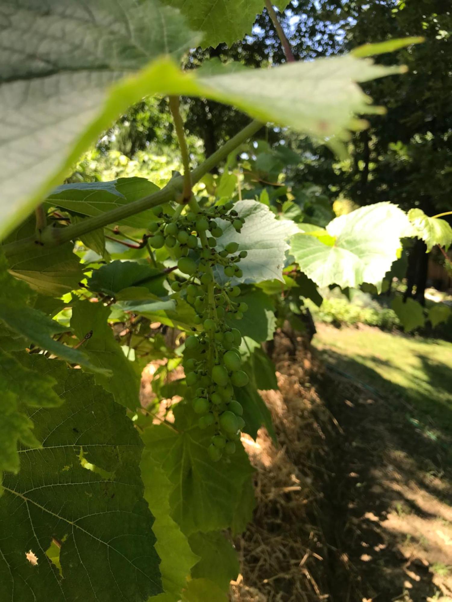 Bus Atypique Au Bord Du Canal Du Midi Et Au Coeur D'Une Foret 2 Chambres Villepinte  Luaran gambar